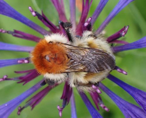 Bombus humilis quasimuscorum